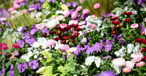 Hintergrund Frühlingsblumen Banner