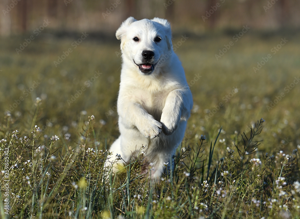 golden dog in the green field golden dog in the green field