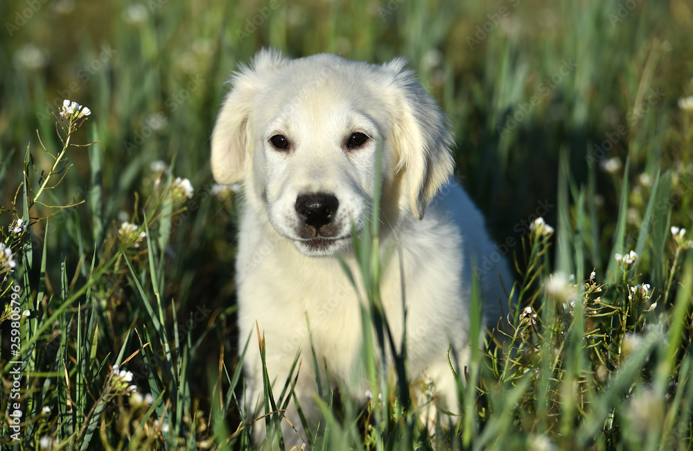 perro labrador blanco perro labrador blanco