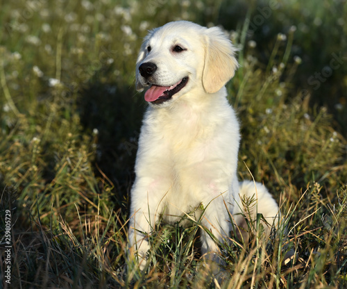 perro labrador en eun campo verde