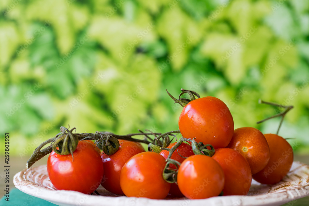 fresh red cherry or ramano tomatoes on white plate in garden, against green leaf background