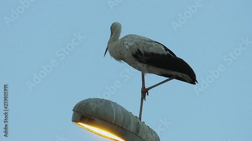 Stork sings standing on the lantern over blue sky background
