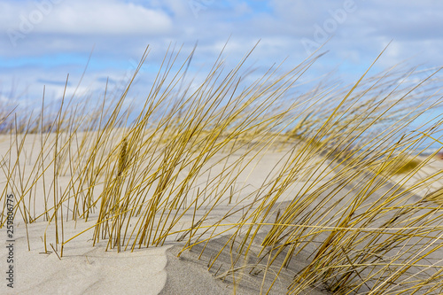 Baltic sea beach with yellow grass in winter  wind formed relief