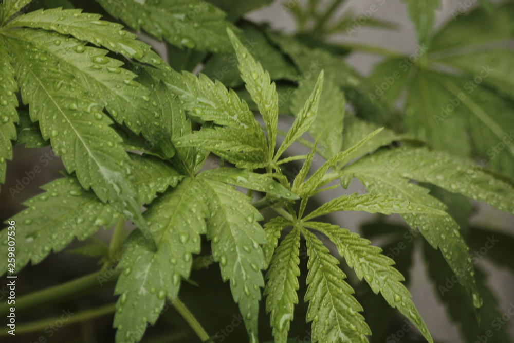 Rain On Marijuana