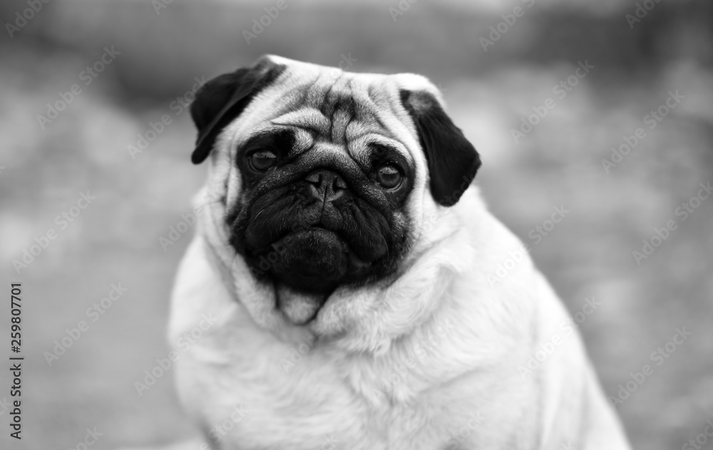 carlino dog carlino dog