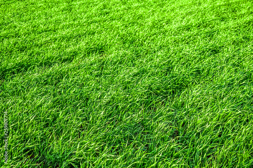 Wallpaper Mural Green grass field as background Torontodigital.ca