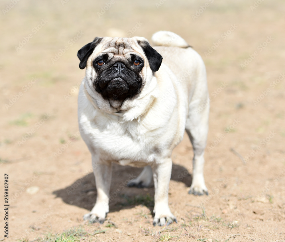 perro carlino