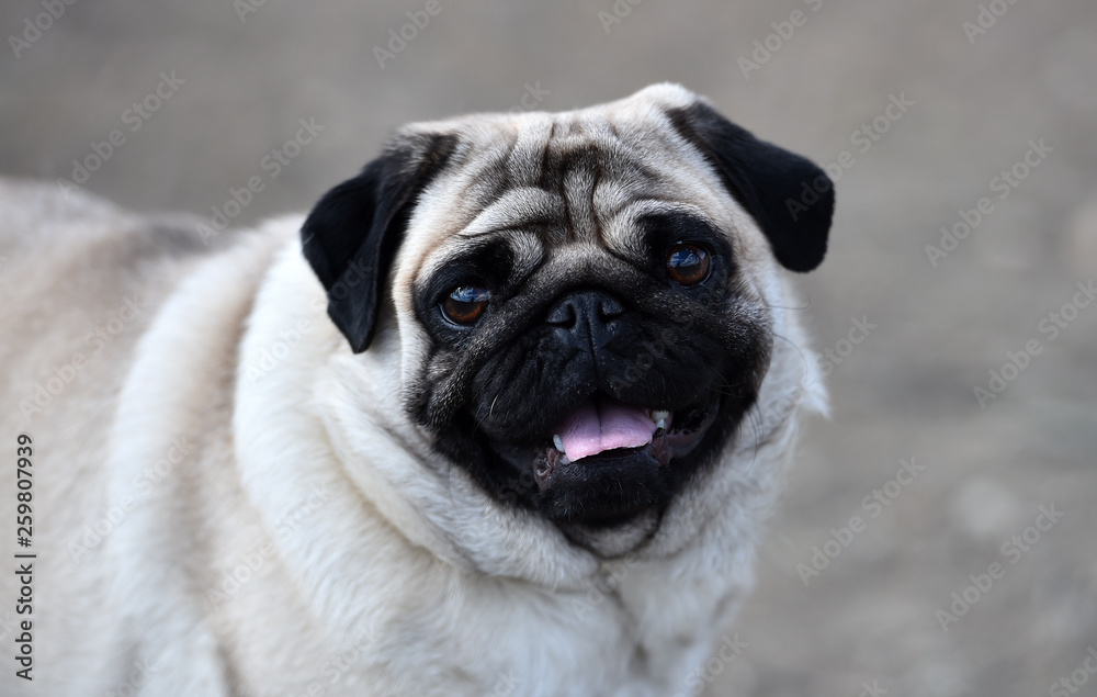 pug dog