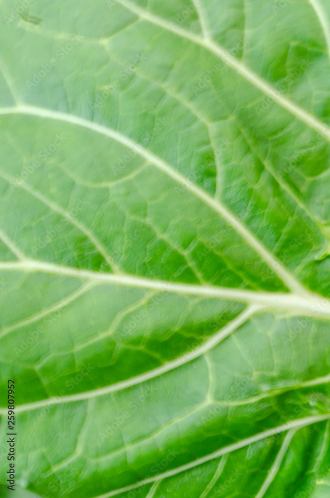 Green Leaf Texture Green Leaf Texture