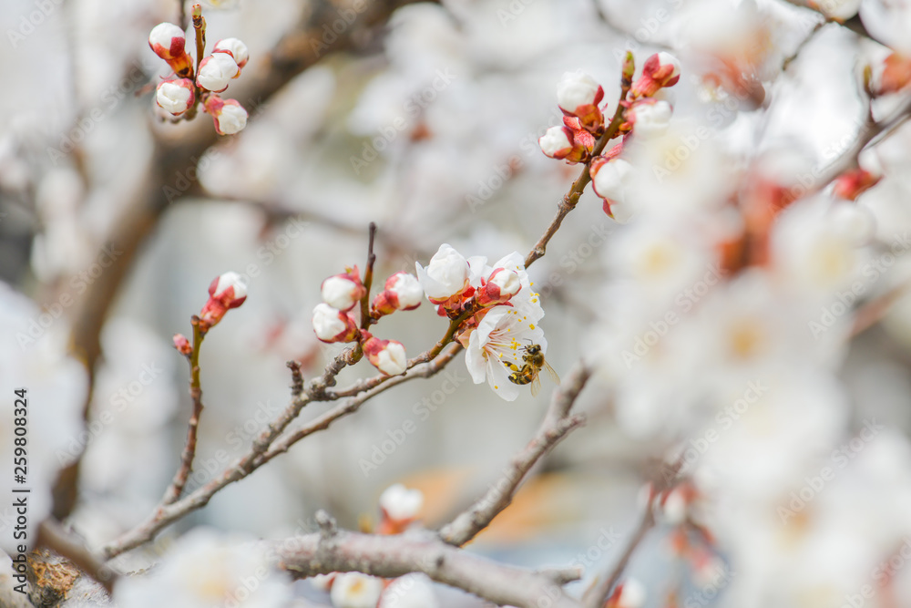 Cherry blossom and bee