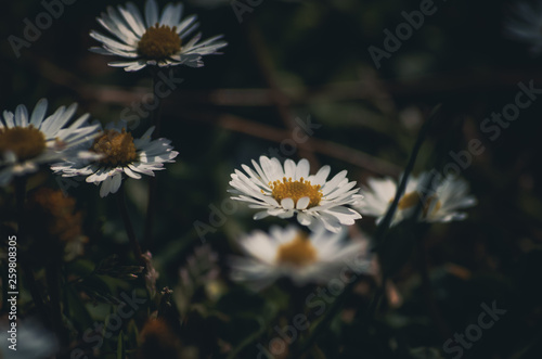  Daisy flowers background