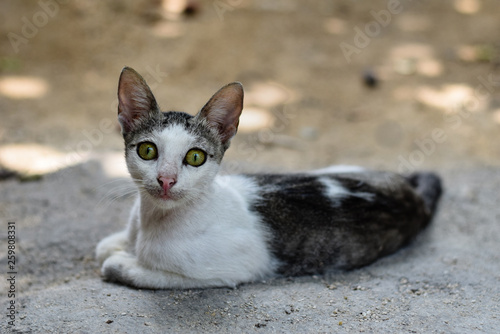Geheimnisvolle Katze mit durchdrigendem Blick und gruenen Augen
