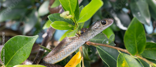 Portrait of a little snake