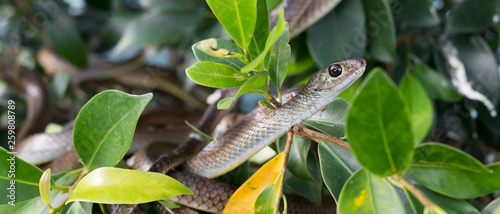 Close-up portrait of a little snake photo