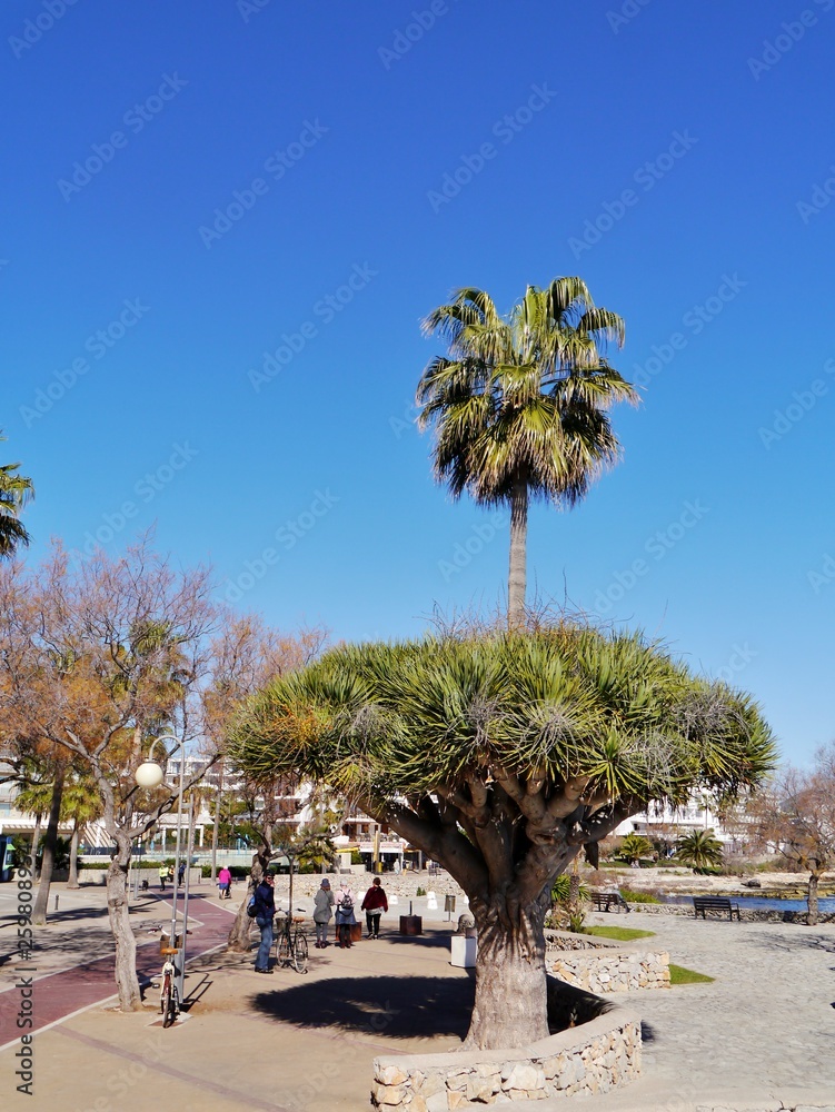 Fototapeta premium S'Illot auf Mallorca