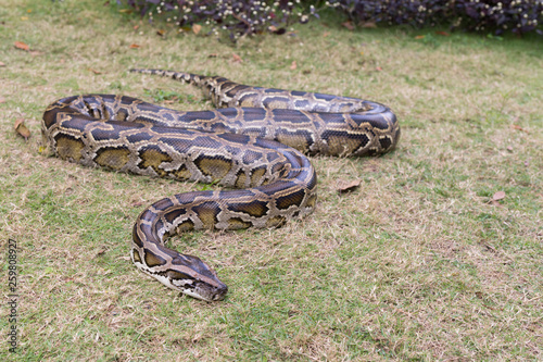 Brown python on dry grass