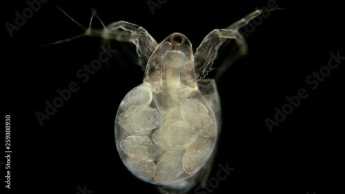 Daphnia Moina under the microscope, is a planktonic crustacean, in the video a female with formed embryos in the brood chamber ready for birth 4K photo