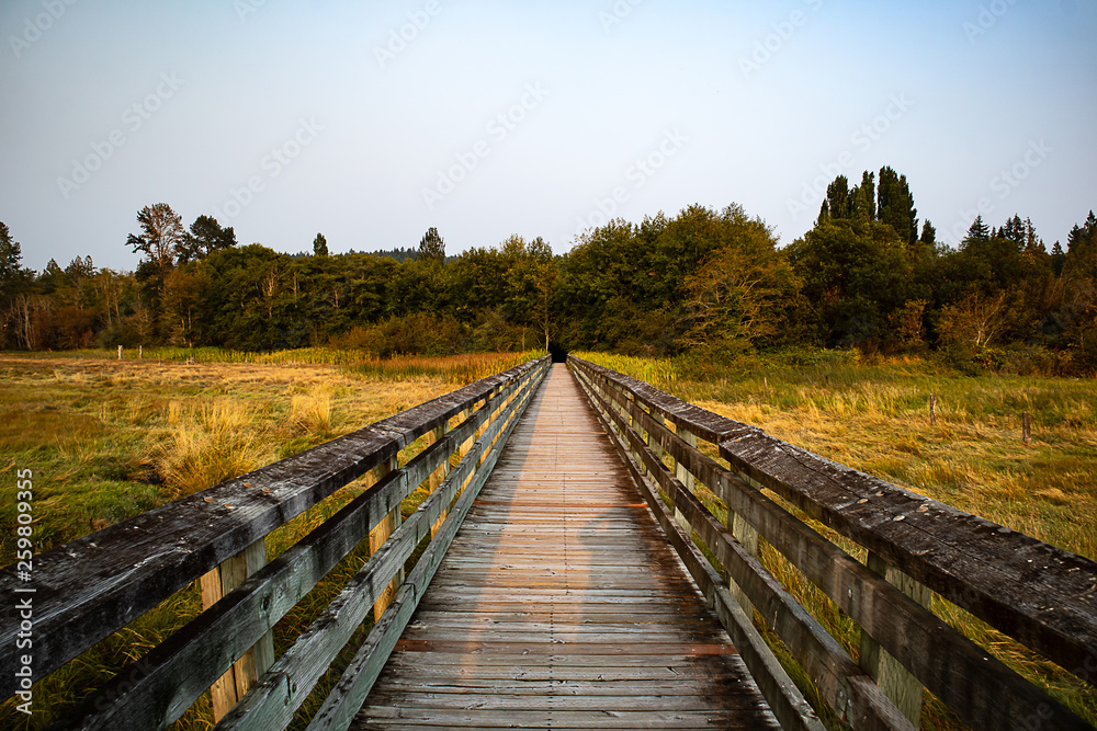 wooden walkway in wetland snactuary