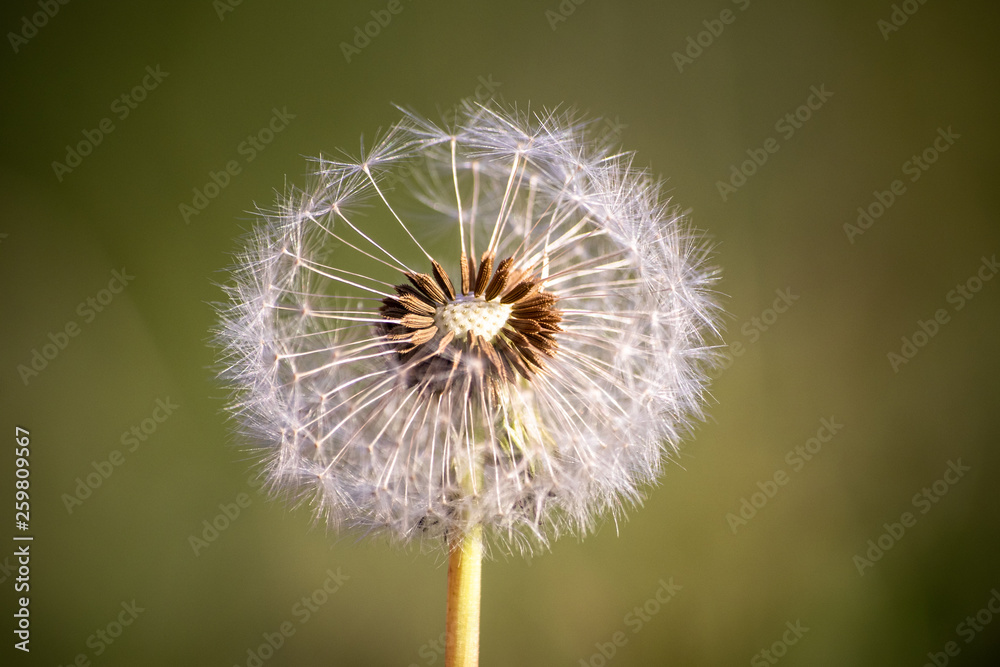 Fototapeta premium Dandelions seeds, natural green blurred spring background