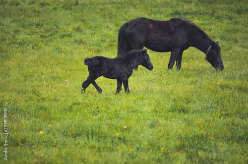  Black horses in a field in the mountain