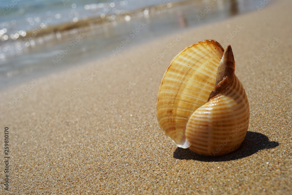 Shell lying on the sand by the sea Shell lying on the sand by the sea