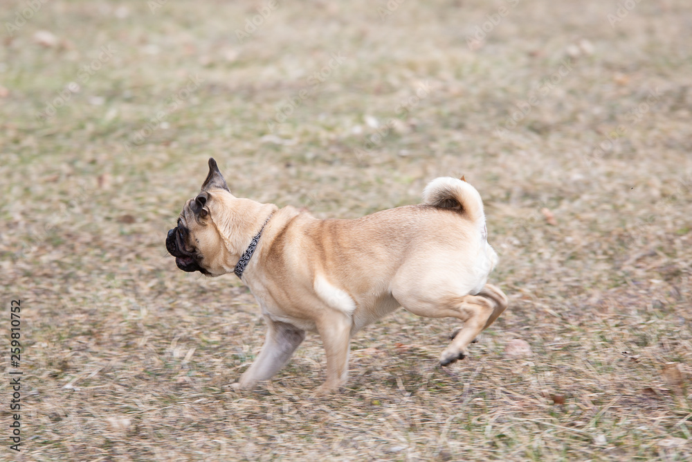 Cute pug puppy running and playing at a park