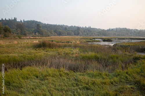 grass and water in a bird santuary