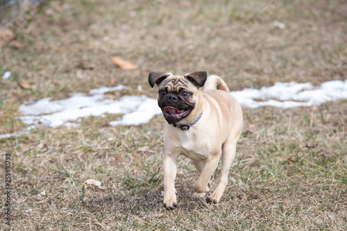 Cute pug puppy running and playing at a park © Lori