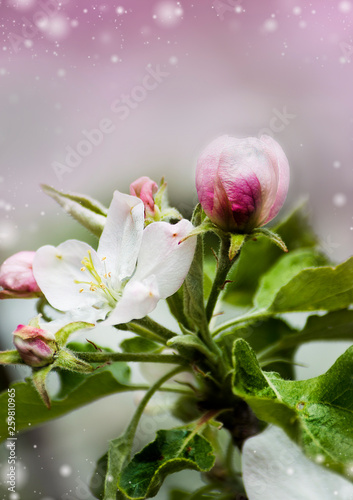 tree flower blooms in white in spring