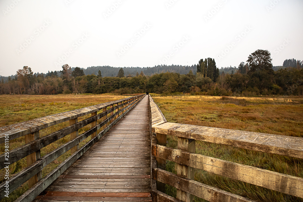 footbridge in wetlands in pacific northwest