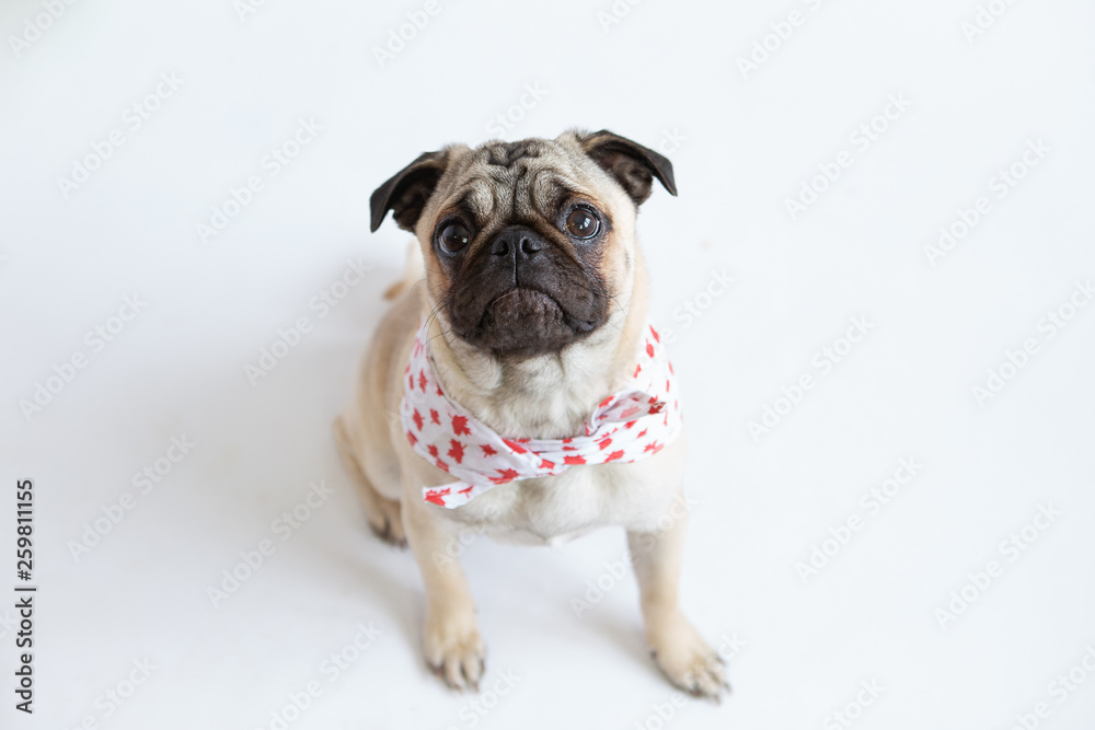 Cute pug puppy wearing a red and white bandana