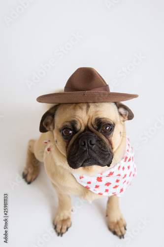 Cute pug dog wearing a Royal Canadian Mounted Police hat and a maple leaf bandana 