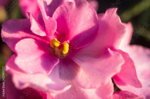 Macro photography of beautiful pink flower