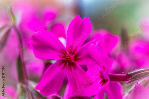 Fototapeta Naklejka Na Ścianę i Meble -  Macro photography of beautiful pink flower