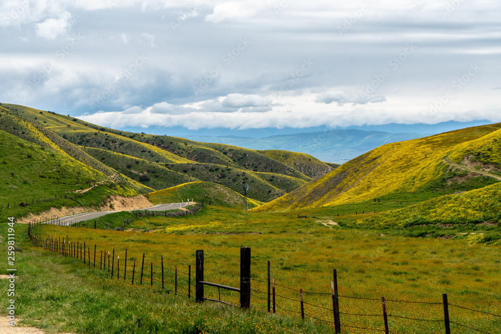 Super bloom with carpets of goldfield, fiddleneck and other wildflowers, Carrizo Plain National Monument, California Super bloom with carpets of goldfield, fiddleneck and other wildflowers, Carrizo Plain National Monument, California