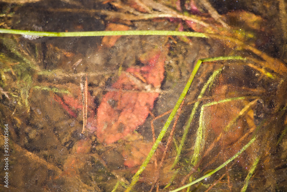 Water texture Plants under water. Acorns under water. Beauty of nature. Natural background. Water flow Sun rays. Water surface Clear water. Water texture Plants under water. Acorns under water. Beauty of nature. Natural background. Water flow Sun rays. Water surface Clear water.