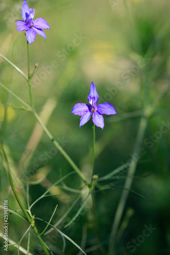Blue flower in the summer field