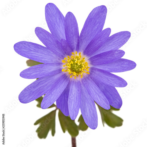 Blue flower of aster  isolated on a white background