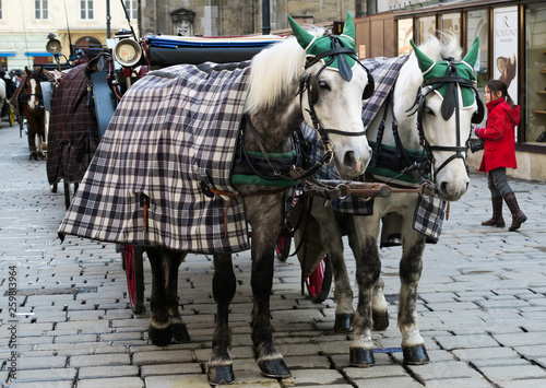 Horses in Viena 