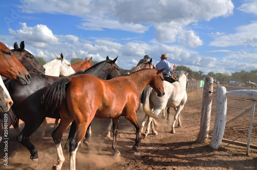 arriando caballos - tropilla © Muñoz Docampo