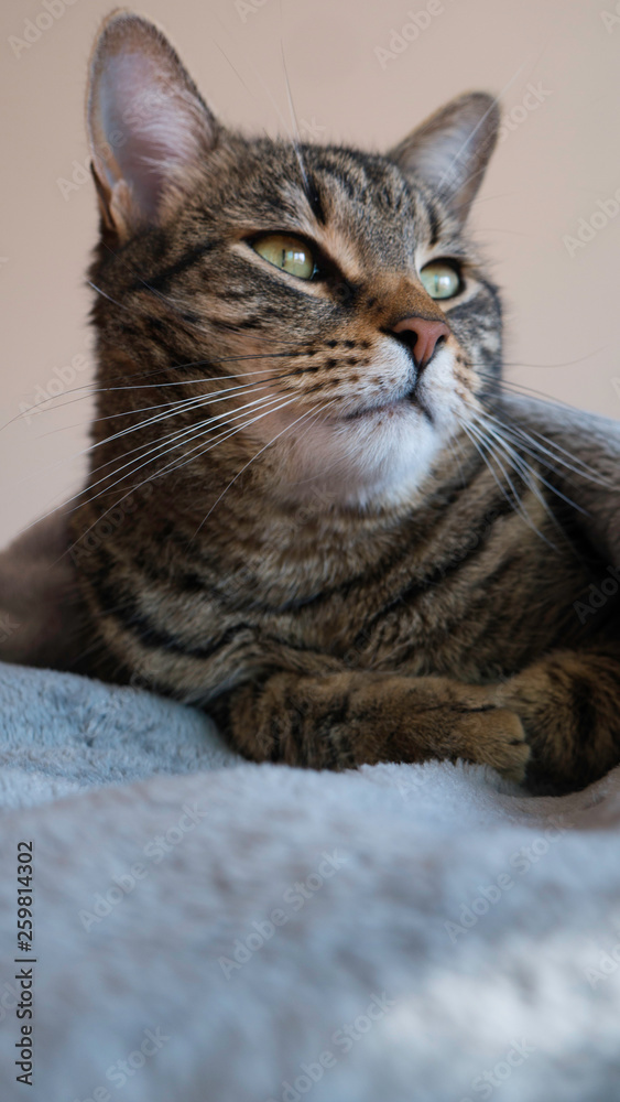 The green cat lies on a blanket and looks at a distance