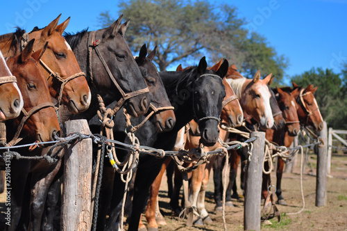 caballos parados en fila 