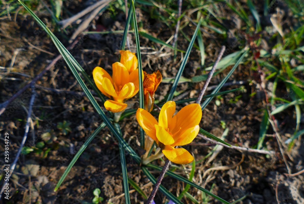 Gelbe orange farbene Krokusse, Blütenteppich auf einer Wiese Gelbe orange farbene Krokusse, Blütenteppich auf einer Wiese