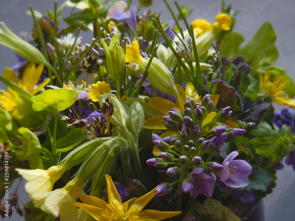 Obraz premium Osterblumen