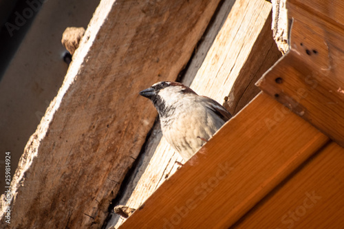 House sparrow bird or Passer domesticus on a roof of house