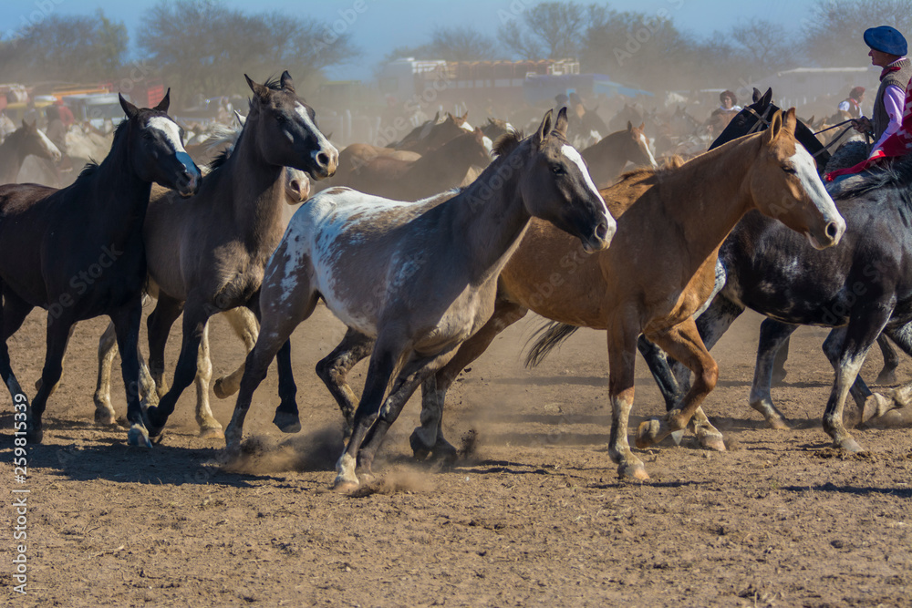 Obraz premium caballos trotando