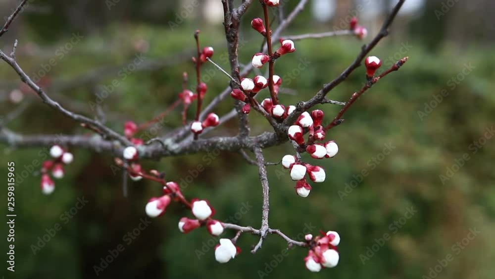 Buds of unblown flowers of cherry. Cherry blossoming tree branch. Buds of unblown flowers of cherry. Cherry blossoming tree branch.