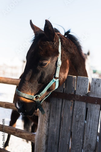 Fototapeta Naklejka Na Ścianę i Meble -  beautiful brown horse on a farm behind the fence