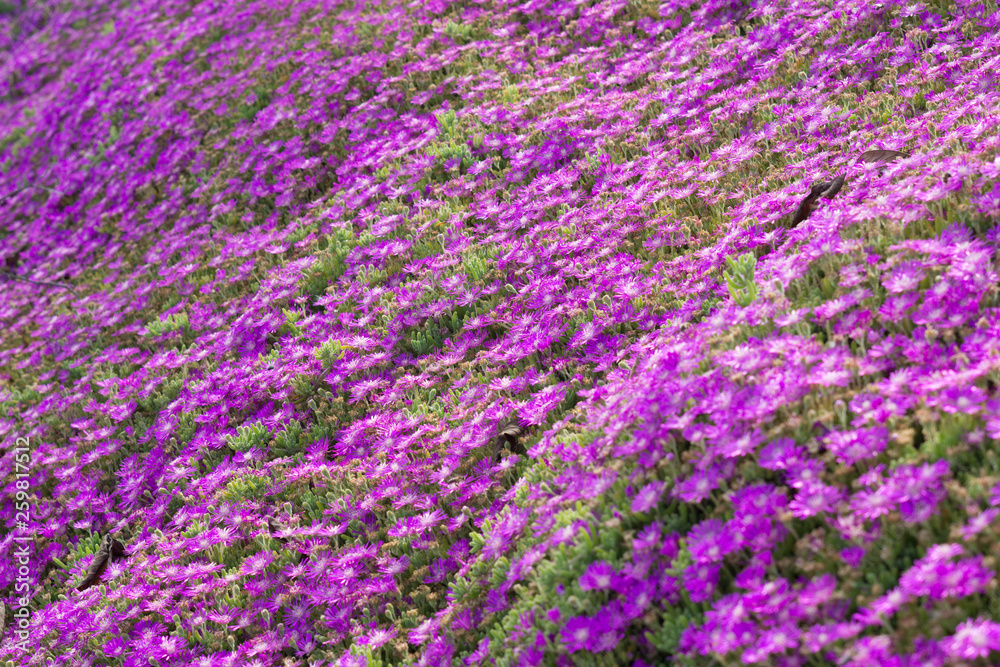 open field of the california super bloom