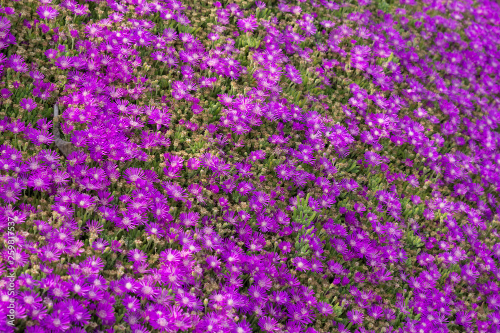 Obraz premium open field of the california super bloom